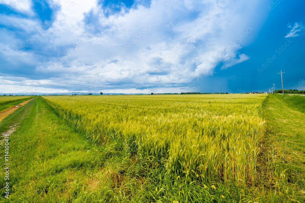 Fototapeta premium fields of Italy
