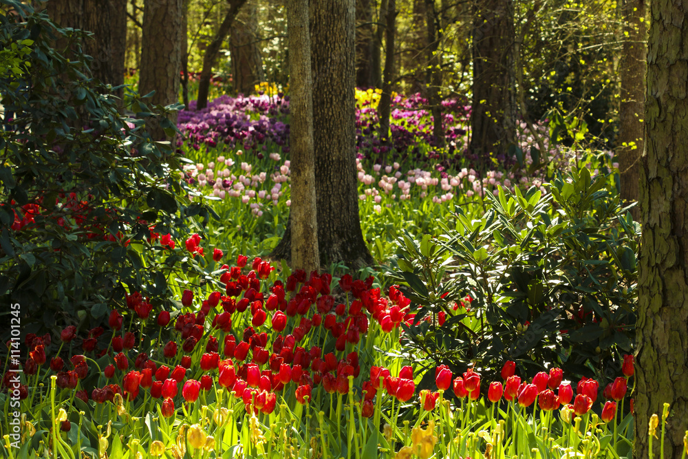 Tulips and narcissus in the park. Spring landscape.