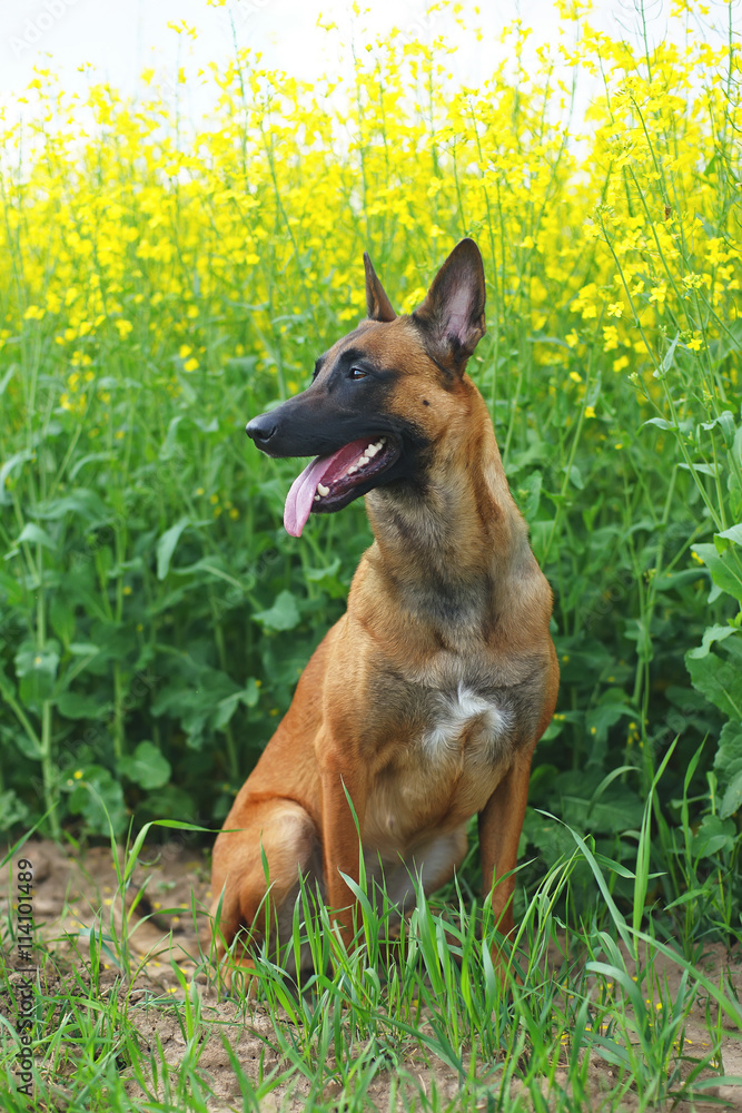 Belgian Shepherd dog Malinois sitting in a rapeseed field