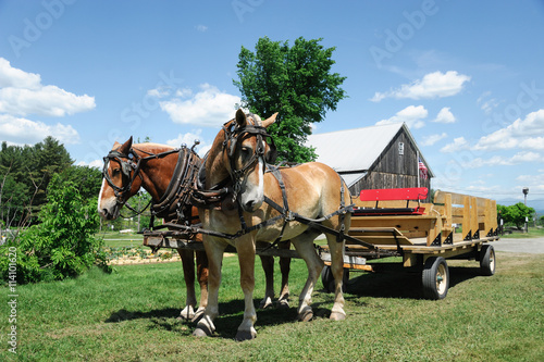 horse wagon on the meadow in village