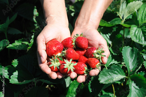 strawberry harvest with new picked strawberry in hands