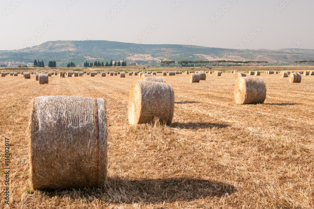 Bales of wheat in the plain of Catania, Sicily