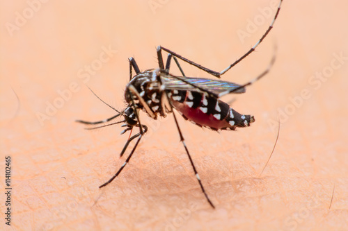 Close-up of a mosquito sucking blood
