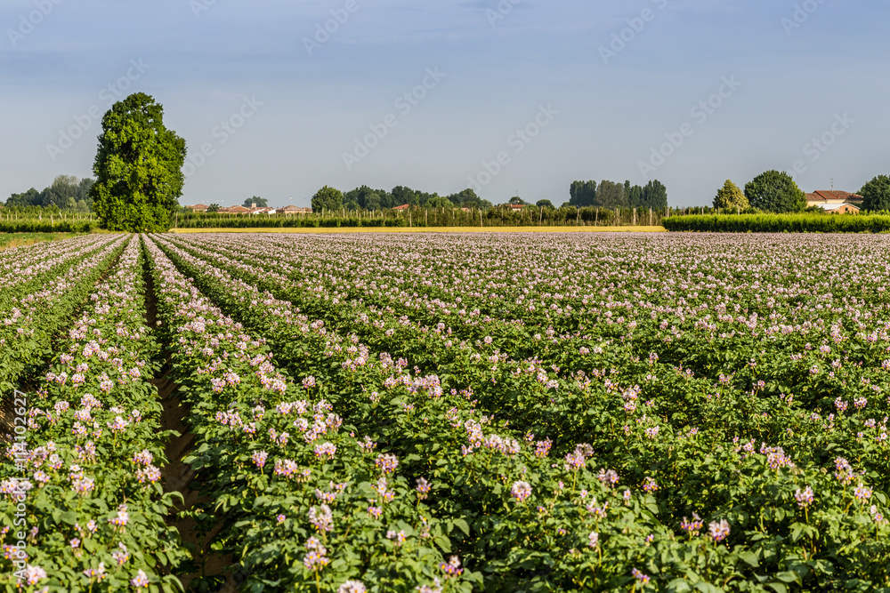 potato fields