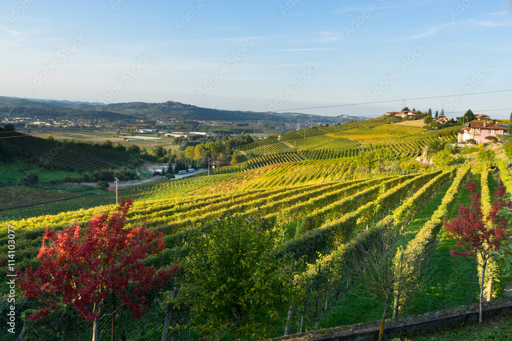 Naklejka premium beautiful vineyard in switzerland in blue sky