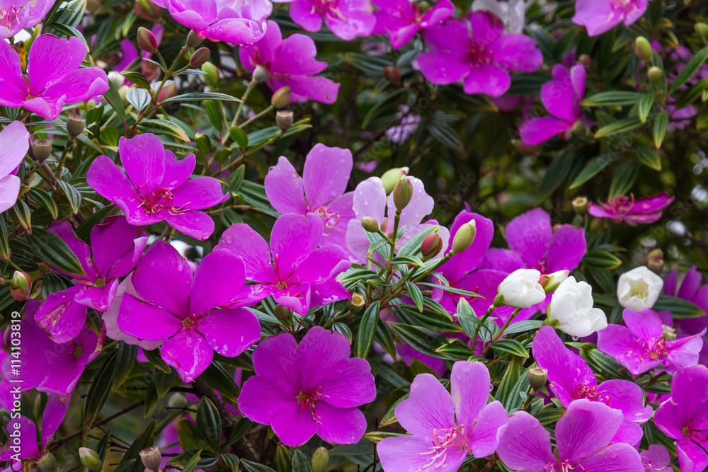 Árvore com flores roxas. Árvore com flores roxas.