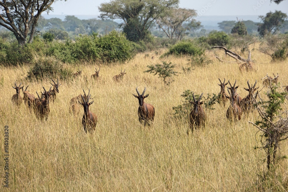Naklejka premium Hartebeest Herd