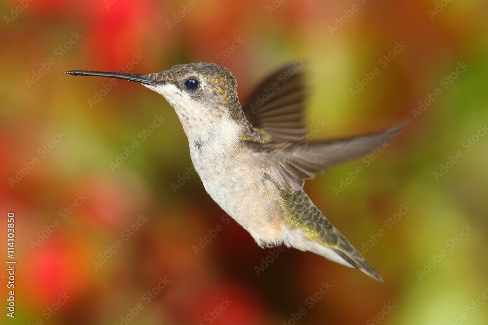 Fototapeta premium Ruby-throated Hummingbird