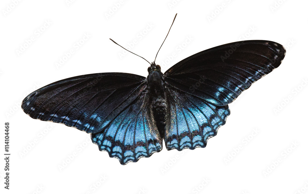 Naklejka premium Red Spotted Purple Butterfly
