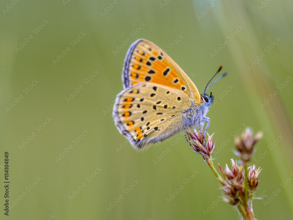 Sooty Copper Butterfly on rush Sooty Copper Butterfly on rush