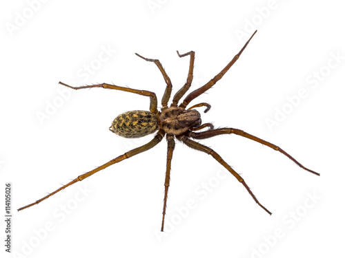 Scary House spider isolated on white