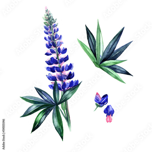 Illustration of watercolor lupine in a grass