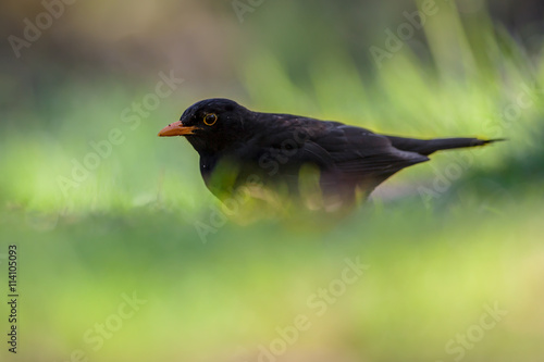 Male common blackbird in garden photo