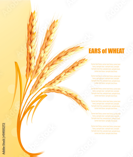 Yellow background with ears of wheat. Vector.