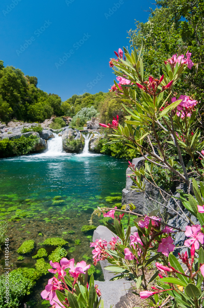 Oleander plant, a natural pool and a fall of the Alcantara river park, Sicily