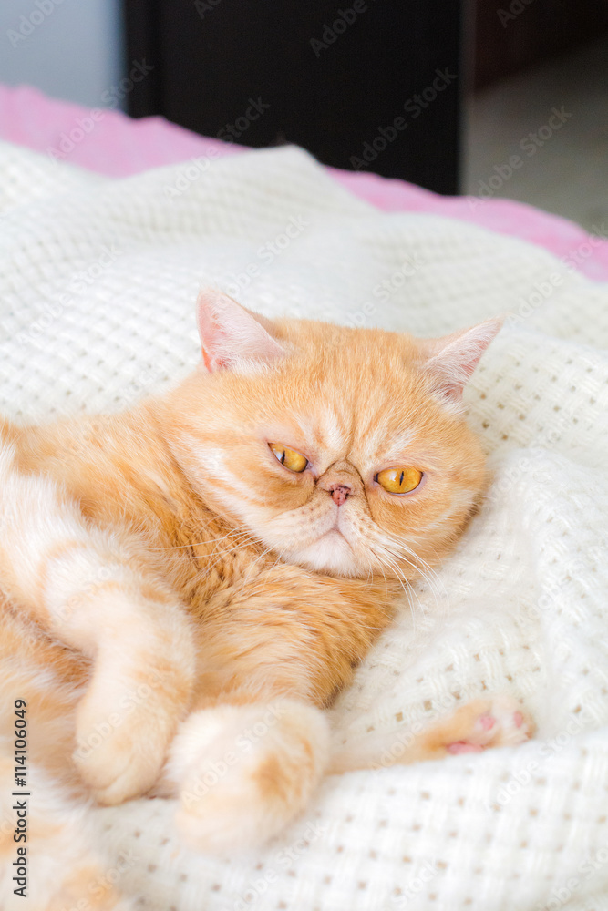 by The baking man in Photos  Animals
What you need, hooman? - Animals
Short hair exotic cat laying on bed with funny face