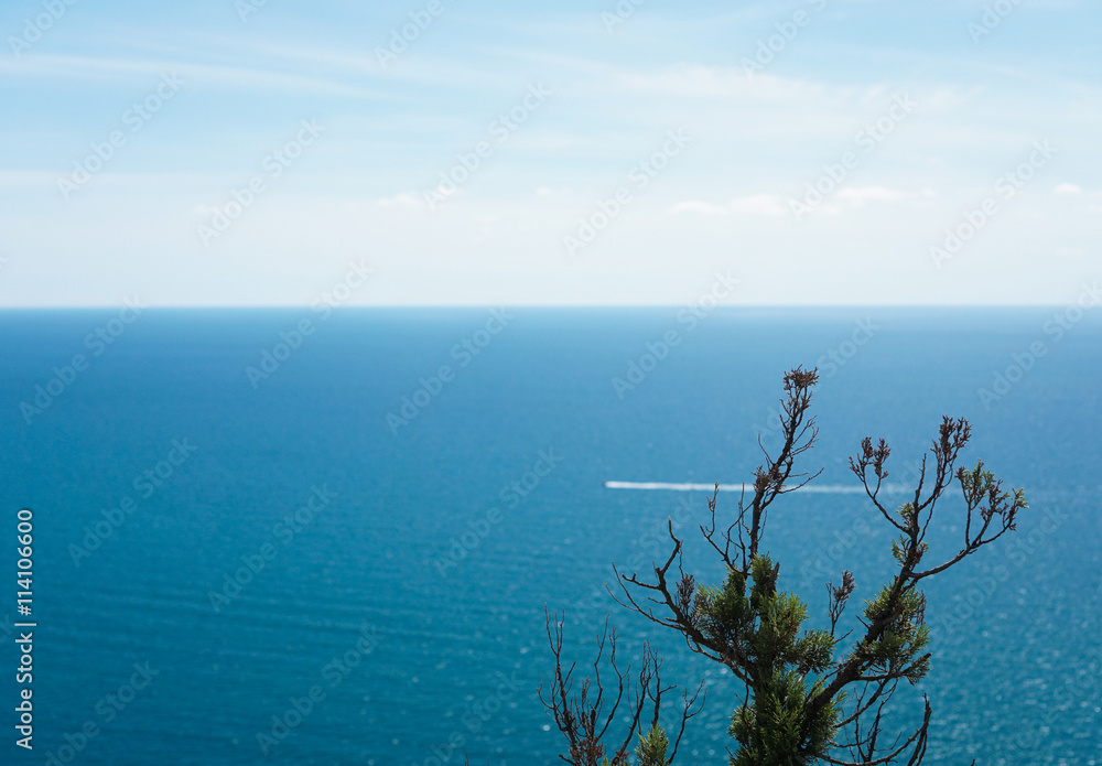 Bushes on the rocky shore of the black sea. selective focus.blur