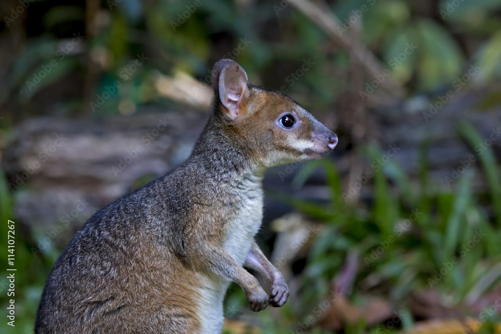 Obraz premium Red-legged Pademelon (Thylogale stigmatica) Kiranda, Queensland, Australia