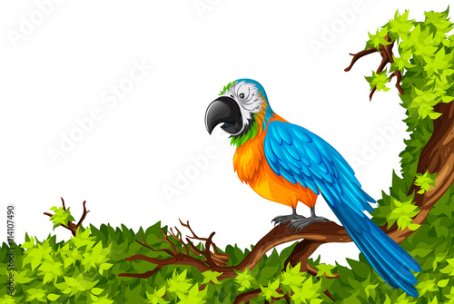 Parrot standing on branch
