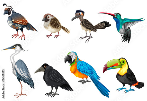 Different types of wild birds © blueringmedia