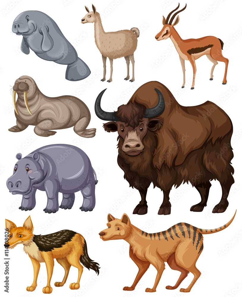 Fototapeta premium Different kind of wild animals