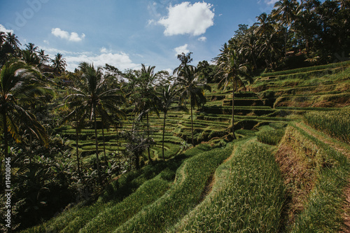 Bali Rice Paddy Field
