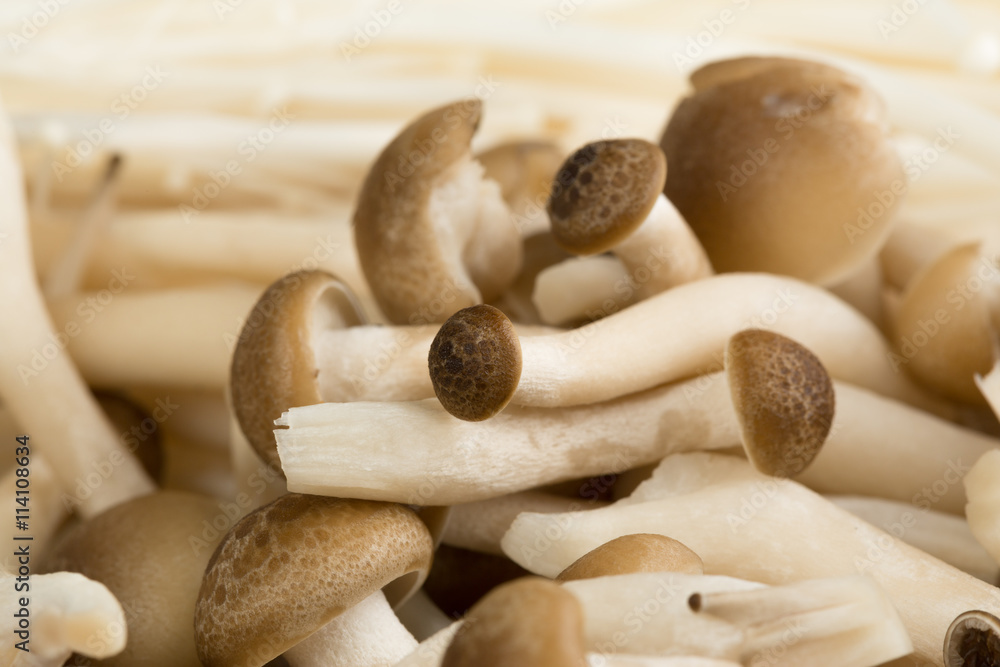 Close up on various kind of mushrooms Close up on various kind of mushrooms