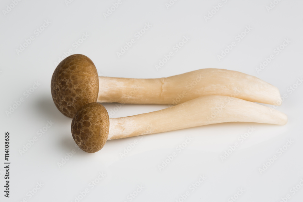 Mushroom on a white dish, close up Mushroom on a white dish, close up