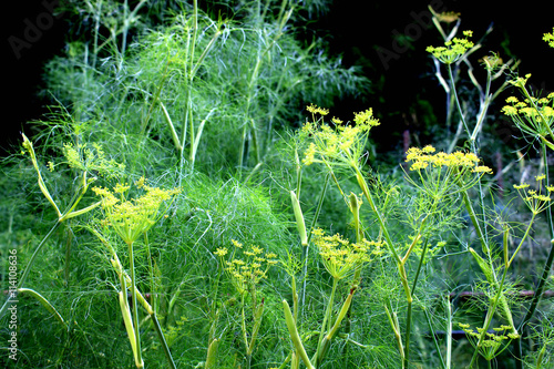 Florence fennel herb garden
