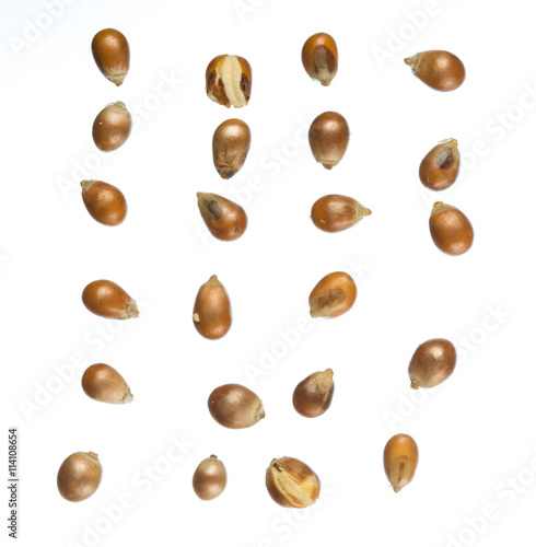 Wallpaper Mural Unpopped popcorn kernel isolated on white background Torontodigital.ca
