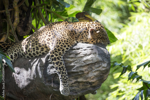 very rare Javan leopard  Panthera pardus melas in tropical jungle
