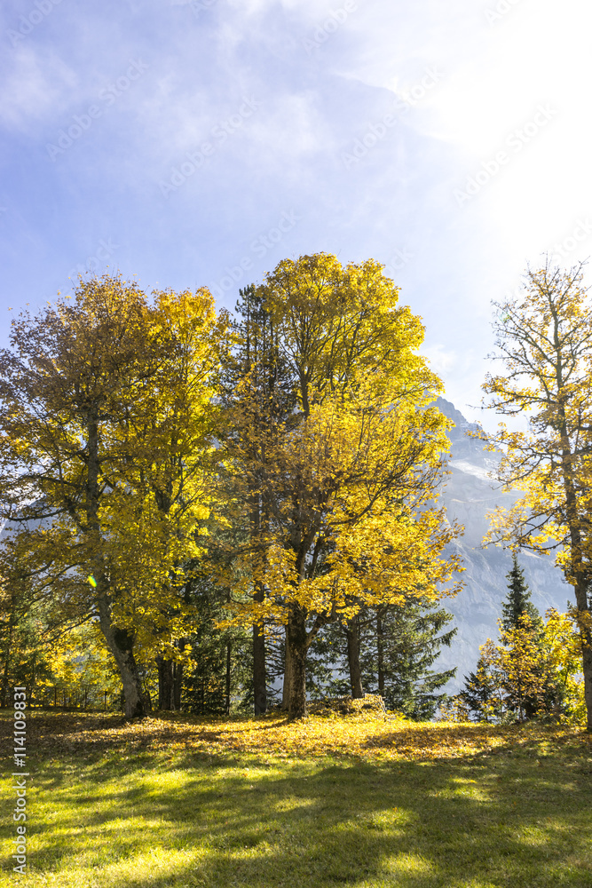 Naklejka premium plants in forest near alpes mountains