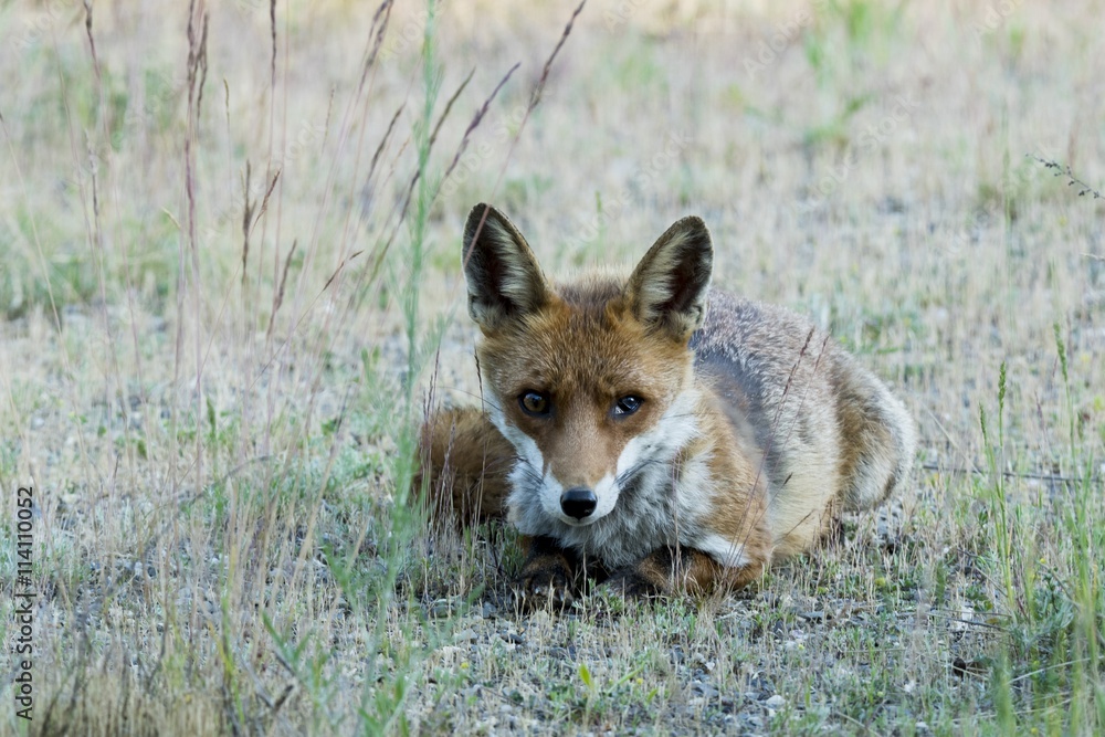 Fototapeta premium Fuchs mit einem verletzten Auge , liegt auf einer Lichtung im Spreewald