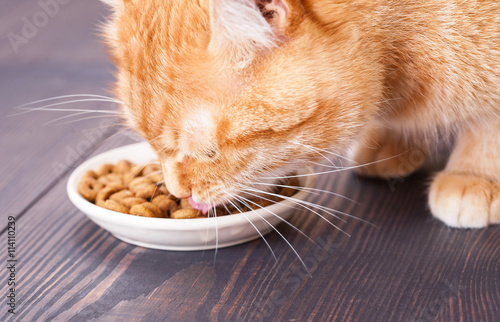 Red cat eating dry food from a plate, sitting on the floor