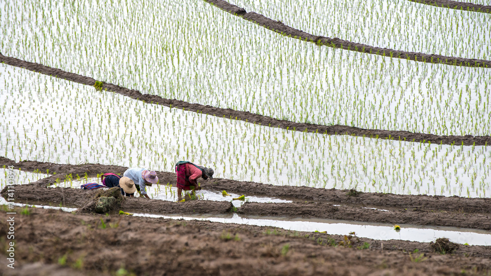 Farmer transplant rice seedlings in Rice fields on terraced of Pa Bong Piang, Mae Chaem, Chiang Mai, Thailand.