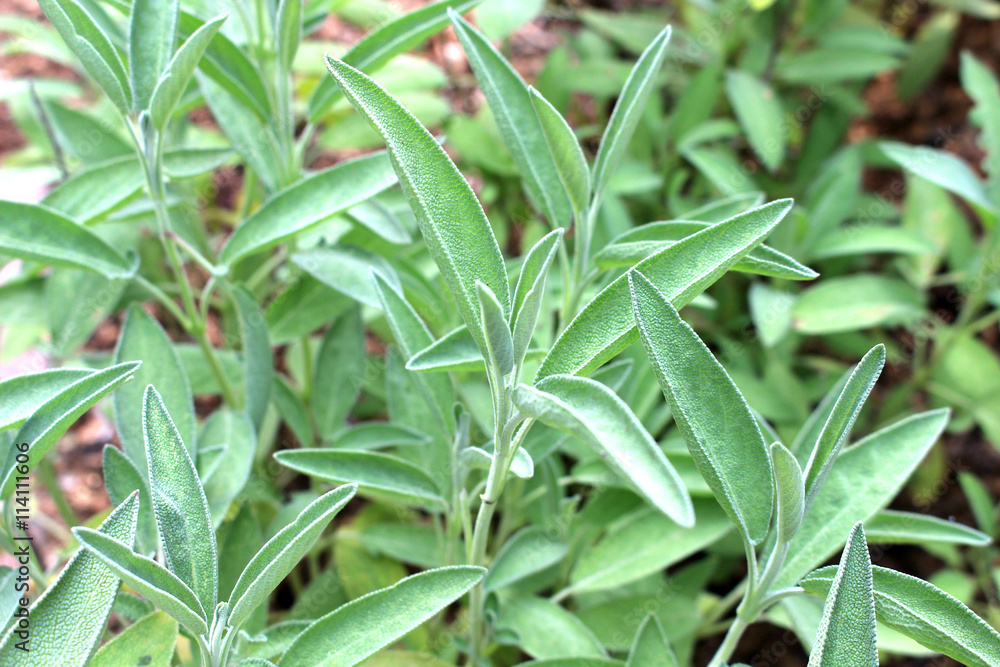 Common sage herb garden Common sage herb garden