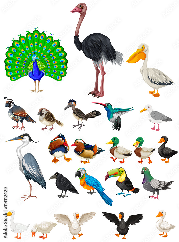 Obraz premium Different kind of wild birds