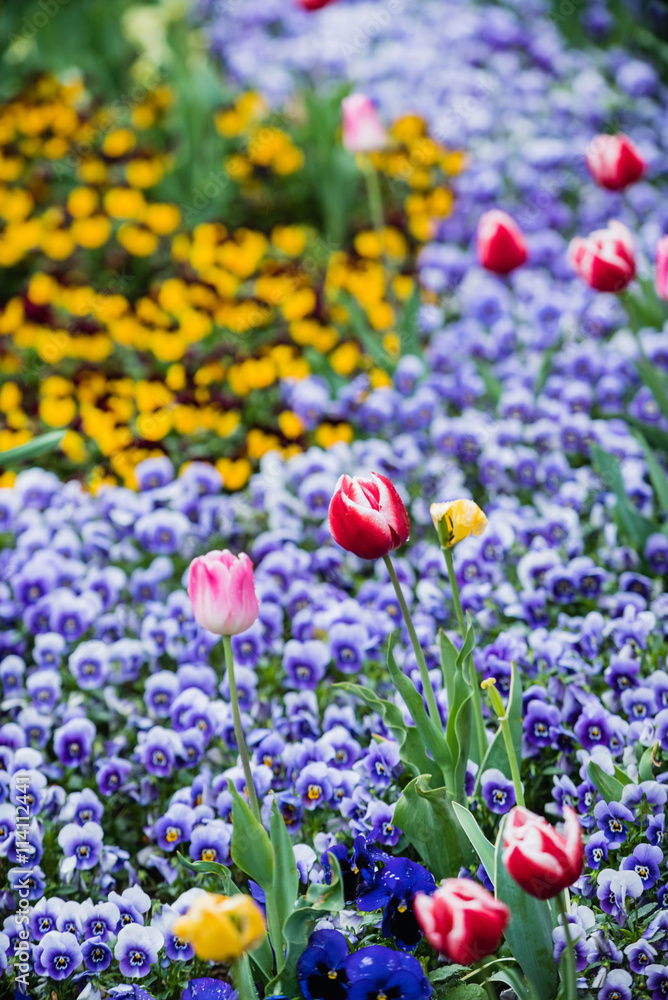 spring field spring field