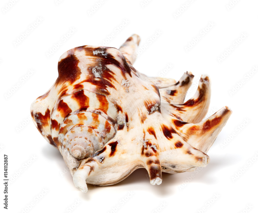 Lambis tiger shell