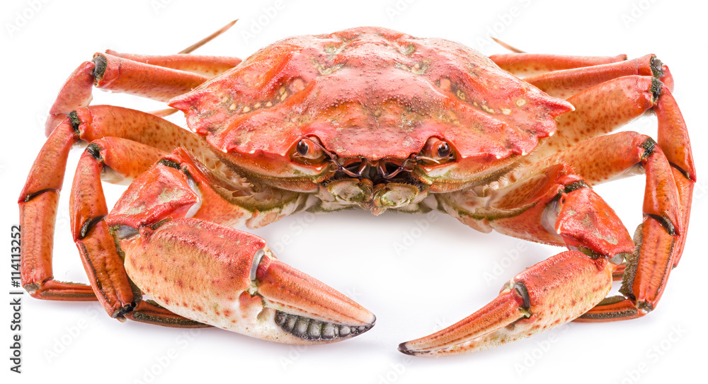 Cooked crab on a white background.