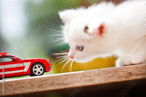 Fototapeta Naklejka Na Ścianę i Meble -  Kitten and toy car