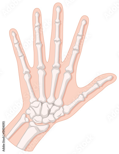 Bone inside the human hand