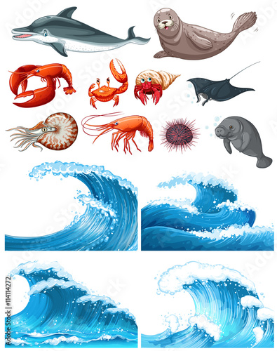 Ocean waves and sea animals