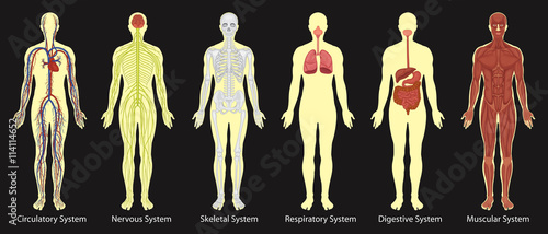 Diagram of systems in human body