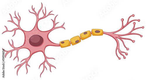 Stem cell diagram on white background