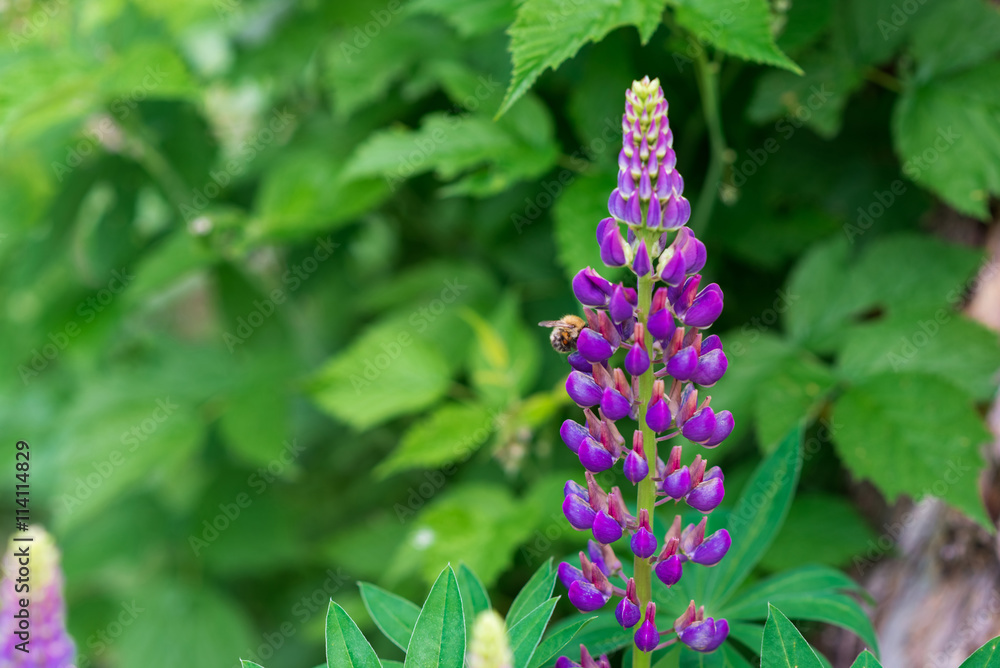 Beautiful colorful blooming lupine flower with the sitting bee on a blure green background Beautiful colorful blooming lupine flower with the sitting bee on a blure green background