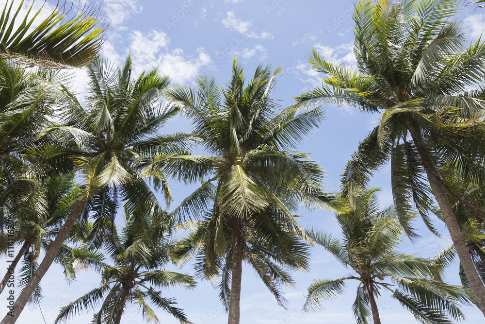 Naklejka premium Coconut trees and blue sky