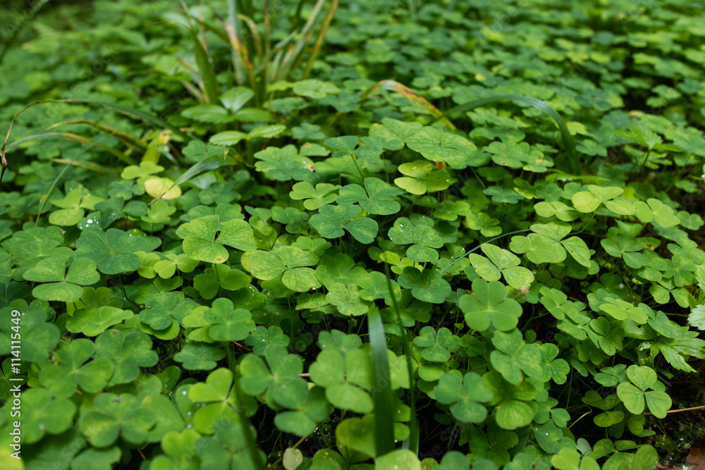 Obraz premium clover plants