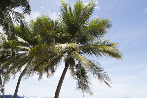 Wallpaper Mural Coconut trees and blue sky Torontodigital.ca