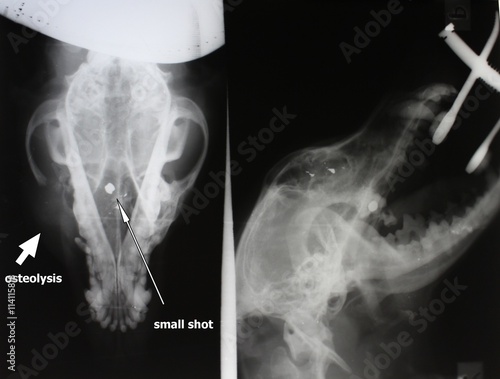 X-ray image of osteolysis and projectile (scull of dog)
